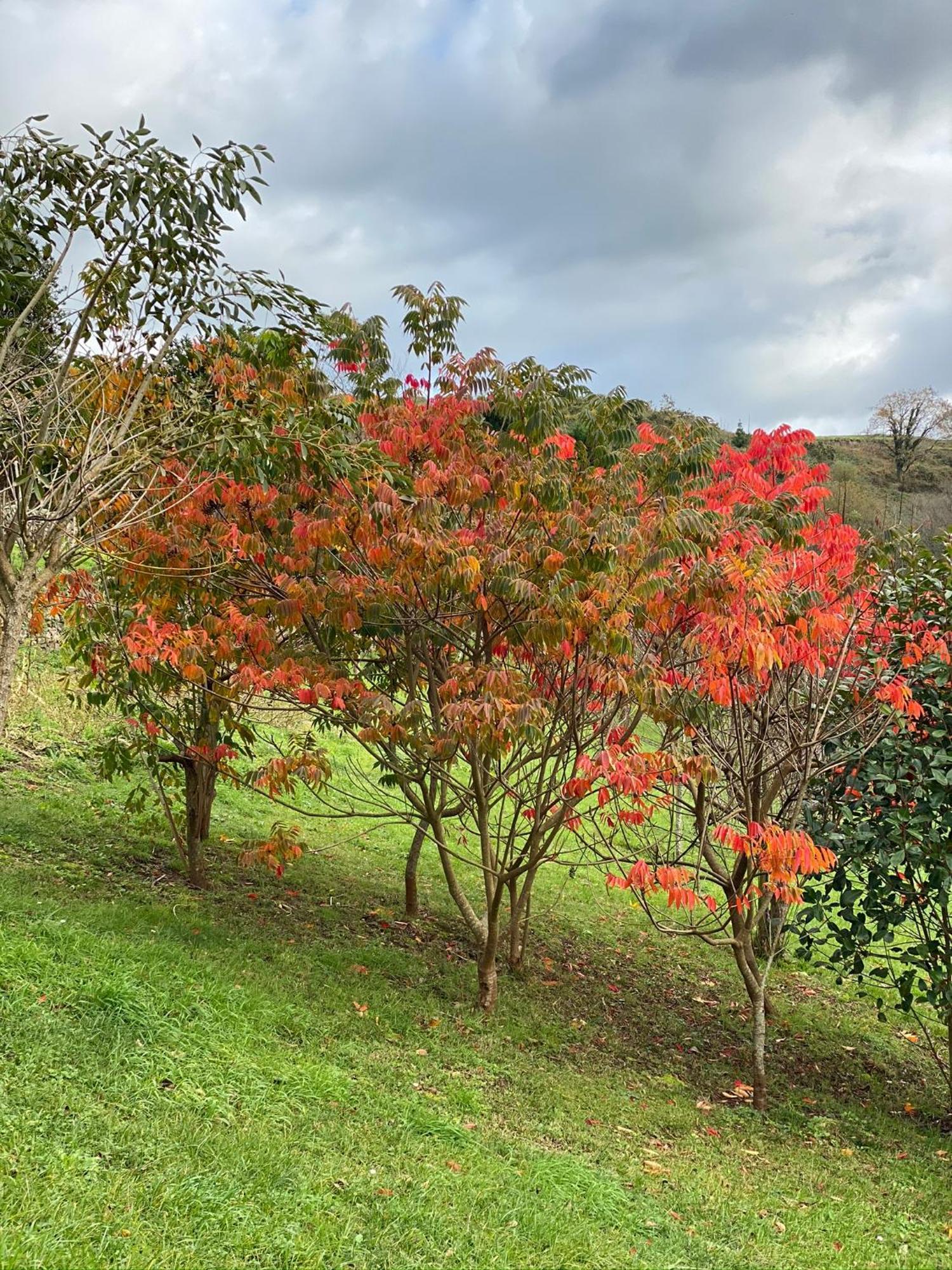 Finca Portizuelo Luarca Exteriör bild