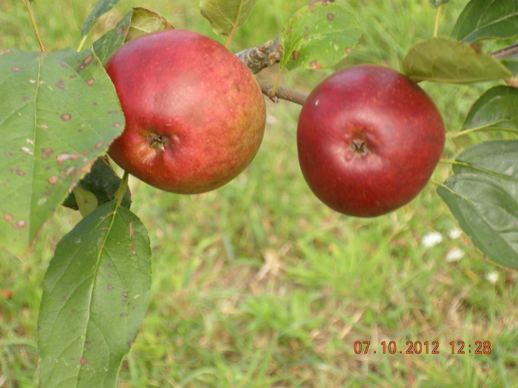 Finca Portizuelo Luarca Exteriör bild